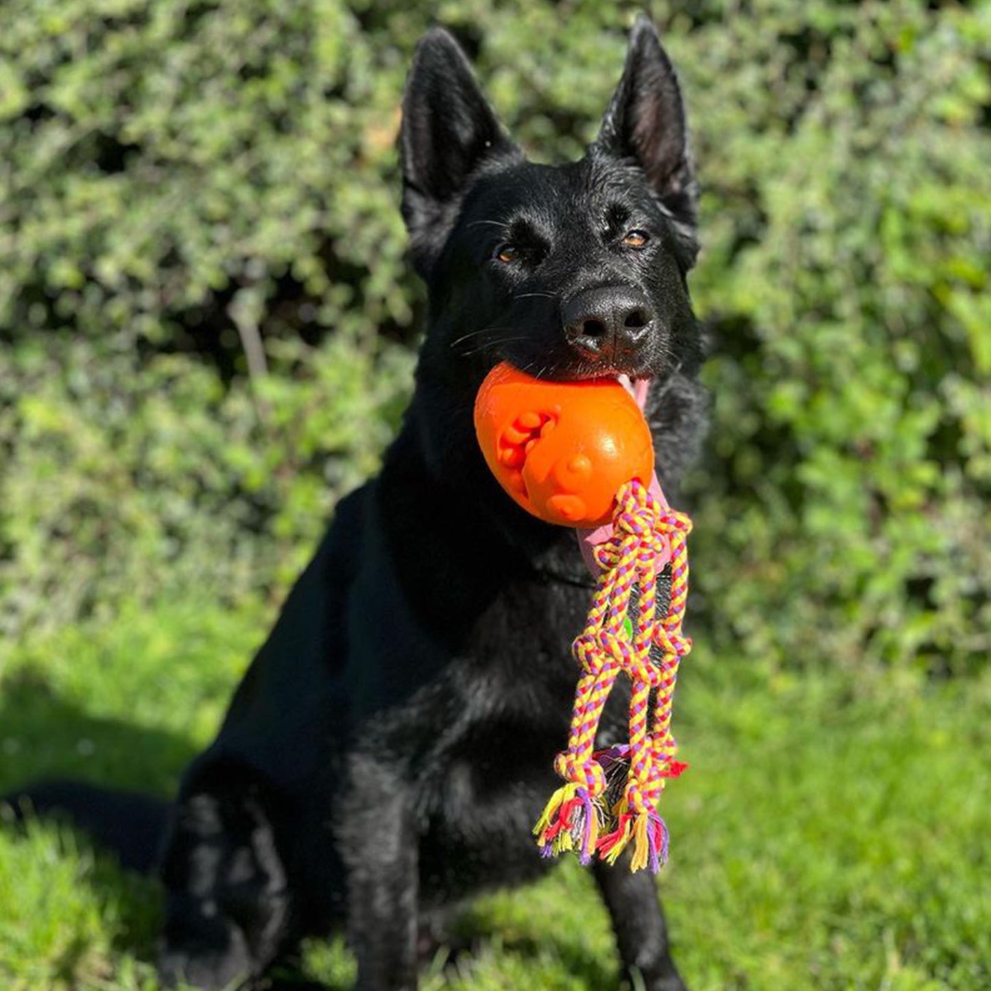 Ancol Orva Treat Monster