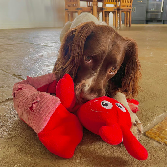 Ancol Orva Snuffle Lobster