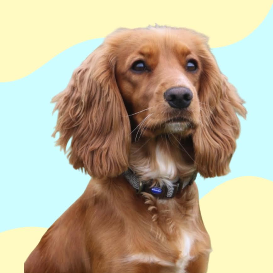 Ancol Herringbone Collar