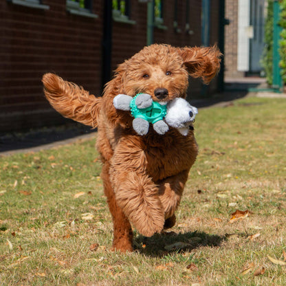 Orva Wolf Ball Belly